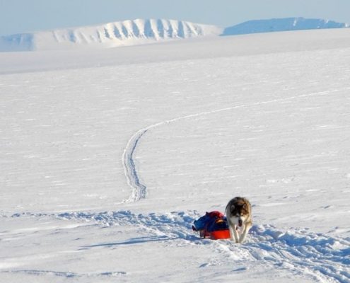monte newton svaldbard