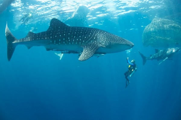 Expedición Manokwari 2012