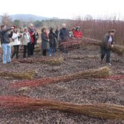 0008_Ruta_del_mimbre_Villaconejos_de_Trabaque__8_