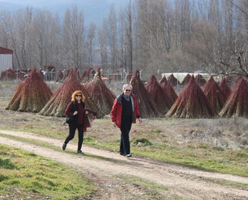 0040_Ruta_del_Mimbre_Cañaveras__28_