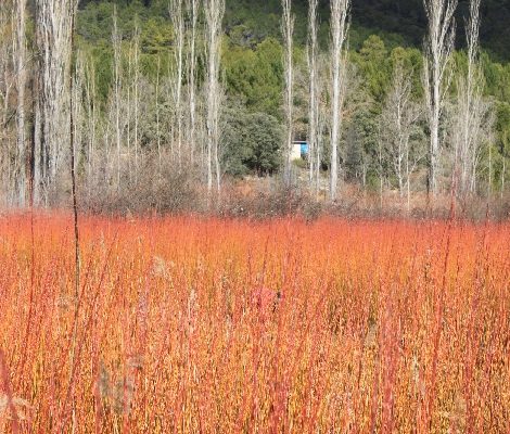 0049_Ruta_del_Mimbre_Cañaveras__16_