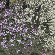 0073_Flora_mediterránea