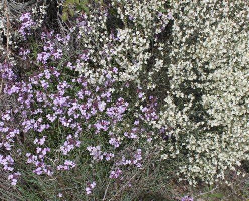 0073_Flora_mediterránea