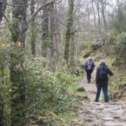 007_Robledal_Sierra_de_Francia