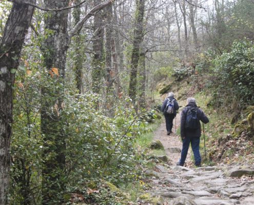 007_Robledal_Sierra_de_Francia