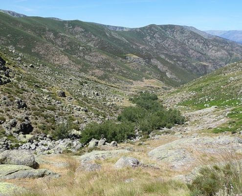 Abedules_en_Navamediana_con_la_Cabeza_del_Horcajo_al_fon