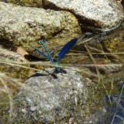 P1080019_Un_punto_de_color_diferente