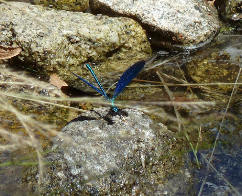 P1080019_Un_punto_de_color_diferente