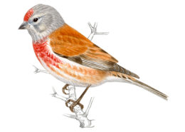 Identificador de aves de SEO Bird Life