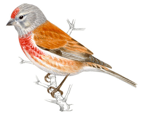 Identificador de aves de SEO Bird Life