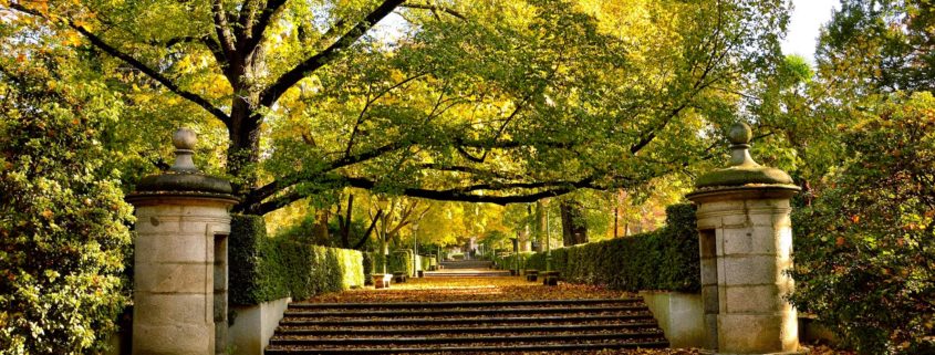 Patrimonio verde urbano: el Real Jardín Botánico en otoño