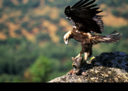 fauna en sistema central