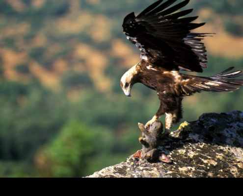 fauna en sistema central