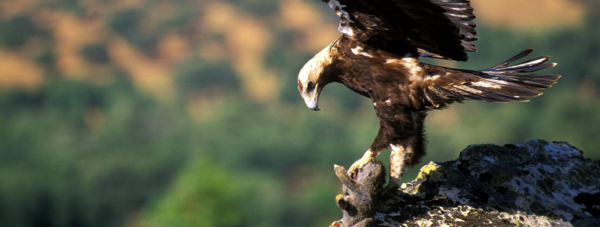 fauna en sistema central