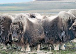 troglofauna animales de las cavernas