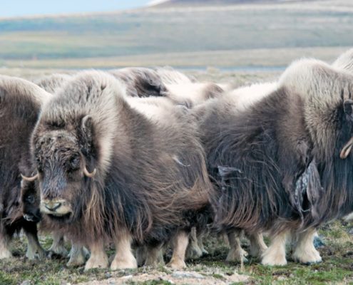 troglofauna animales de las cavernas