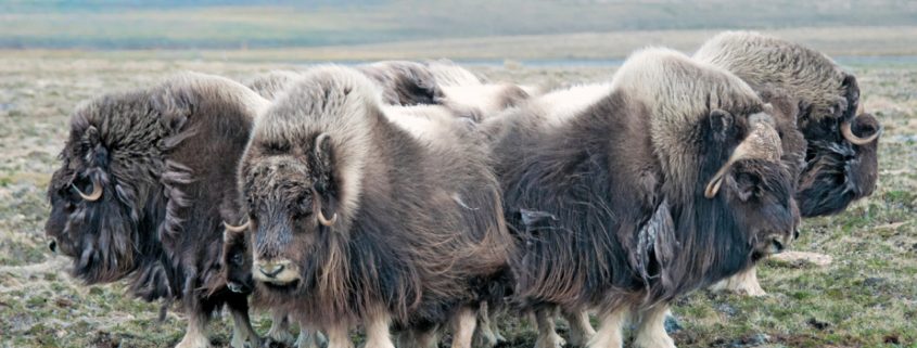 troglofauna animales de las cavernas