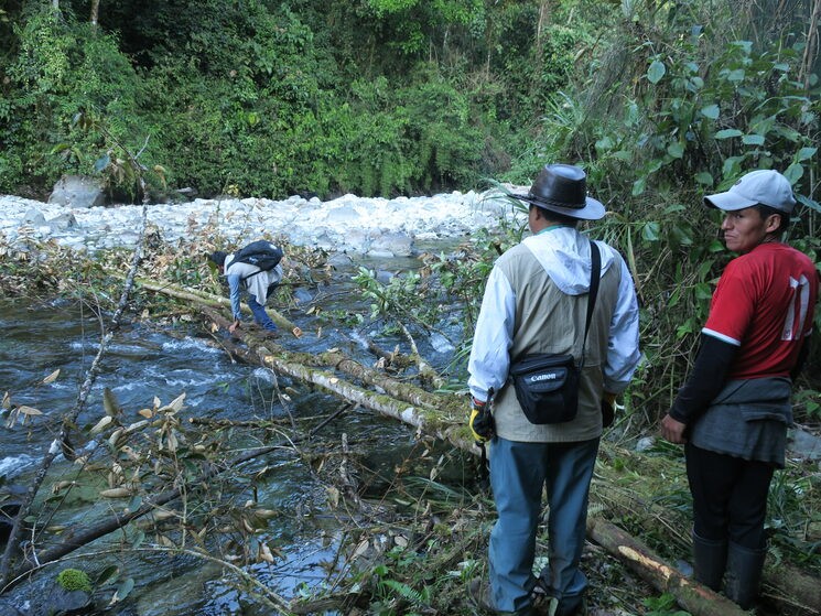 precario puente de troncos