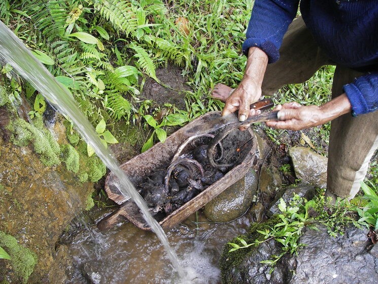 Don Leocadio en 1999 preparando monos para cocinarlos