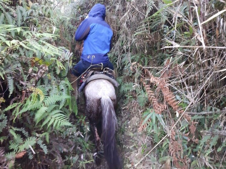 El camino invadido por vegetación