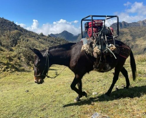 Mula cargando con el generador