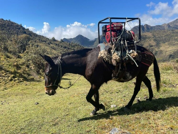 Mula cargando con el generador