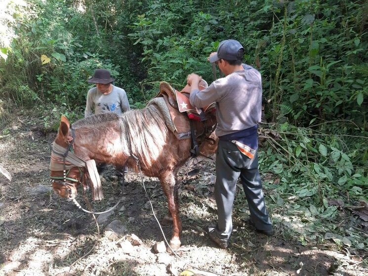 alistando un caballo