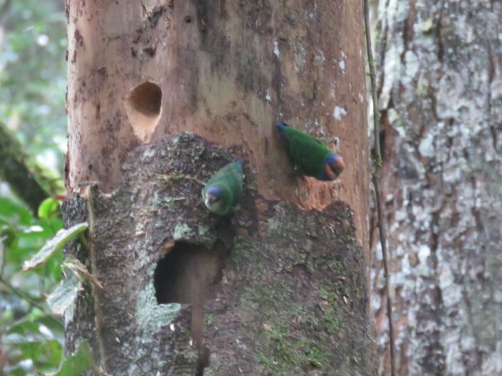 Micropsitta bruijnii, Red-breasted Pigmy-parrot. Miden menos de 10 cm, hembra a l izquierda y macho a la derecha. B M