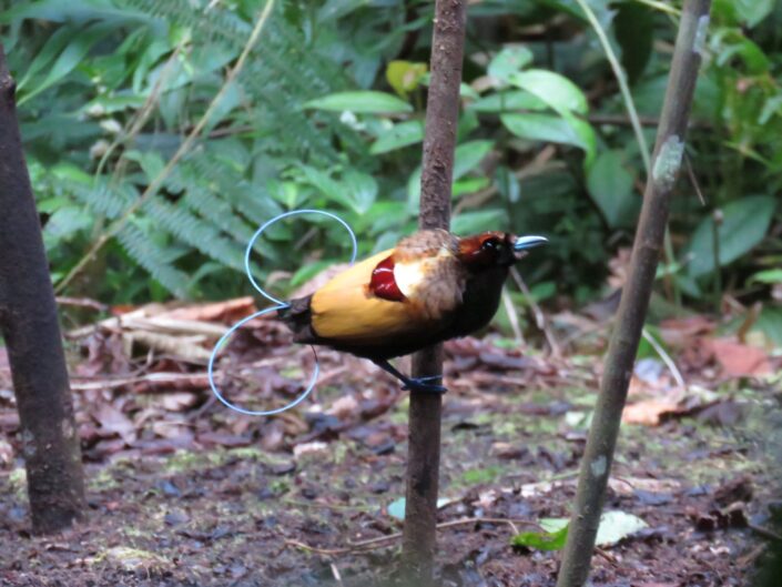 Cicinnurus magnificus, Magnificent Bird of Paradise. Macho en su arena de cortejo. B M