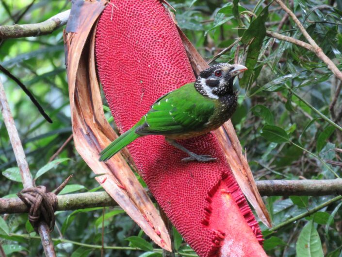 Ailuroedus melanotis, Black-eared Catbird ¡Maulla como un gato! B M
