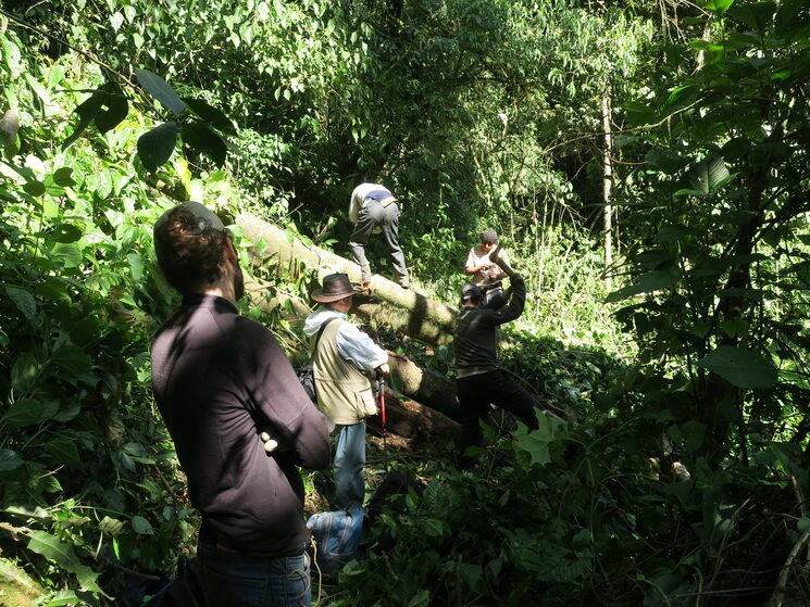 Troncos en el camino