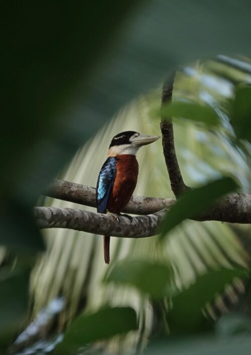 Dacelo gaudichaud (Rufous-bellied Kookaburra). Foto Christophe Thébaud