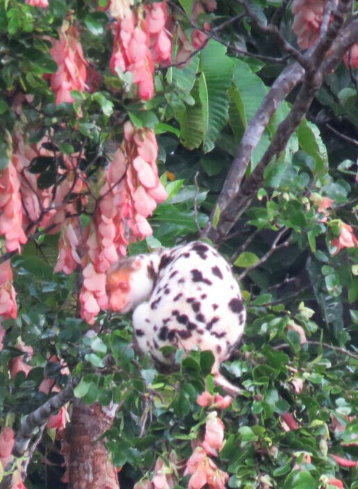 Hoy hemos tenido la suerte de ver este cuscus de Waigeo (Spilocuscus papuensis) . Foto: Borja Milá.