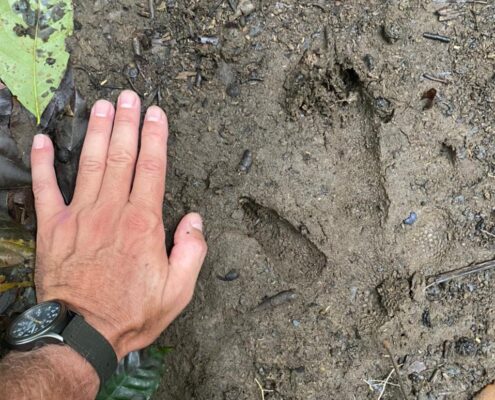 Huella de casuario. Se ven las marcas de los tres dedos de gran tamaño. Foto: Borja Milá