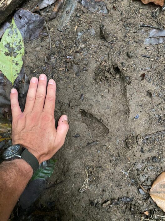 Huella de casuario. Se ven las marcas de los tres dedos de gran tamaño. Foto: Borja Milá