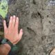 Huella de casuario. Se ven las marcas de los tres dedos de gran tamaño. Foto: Borja Milá
