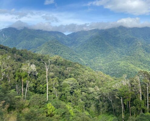 Las montañas Arfak y sus bosques llenos de musgo y epífitas