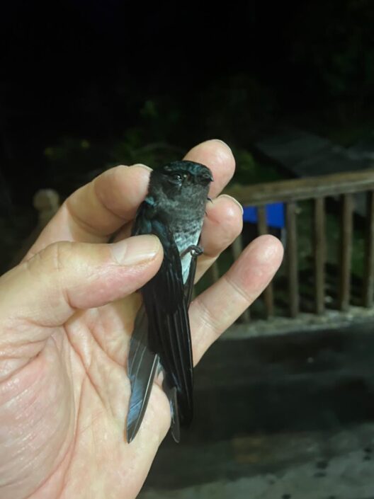 Vencejo Collocalia esculenta, Glossy Swift