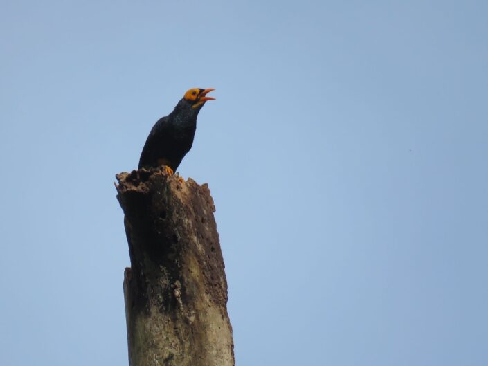 Una especie común de la región Mino dumontii (Yellow-faced Myna). Foto: Borja Milá